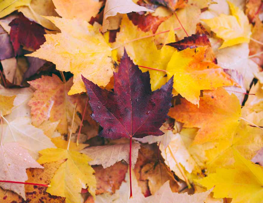 Pile of colorful fall leaves